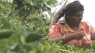 Le thé vert, sur les traces de la feuille miraculeuse