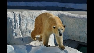 Les animaux du froid