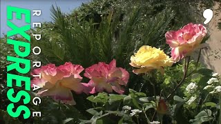 Documentaire Les bienfaits de la rose