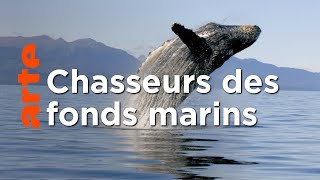 L'union fait la force | Les super-prédateurs des mers (1/3)