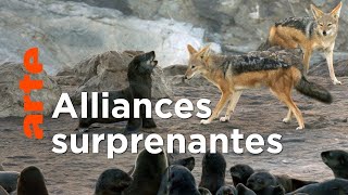 S'adapter ou mourir | Les super-prédateurs des mers (3/3)