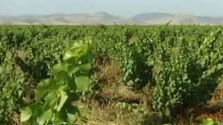 Documentaire Sur la route des vins au Maroc