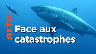 Documentaire Survivre aux catastrophes : les stratégies de la nature