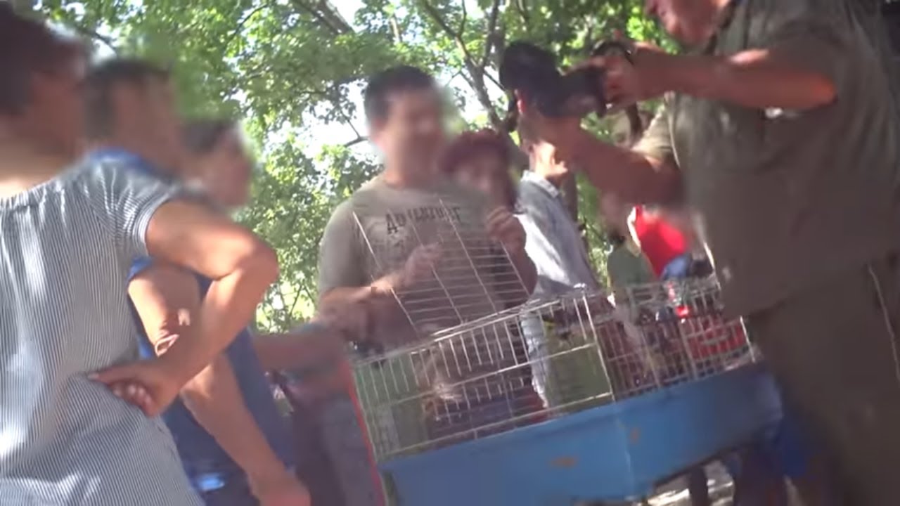 Trafics illégaux : animaux en danger