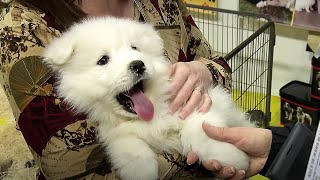 Documentaire Animal Show, quand chats et chiens tiennent salon