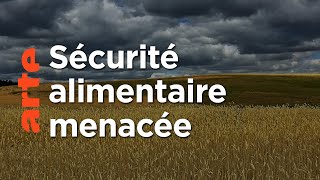 Documentaire Blé : le pouvoir est-il dans les champs ?