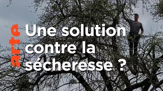Des arbres pour lutter contre la sécheresse