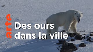 Documentaire La patrouille des ours polaires au Groenland