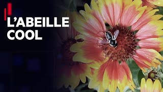 Documentaire Le miel et les abeilles