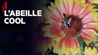 Le miel et les abeilles