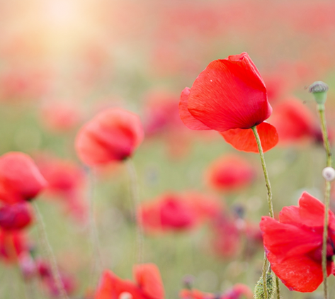 Documentaire L’histoire d’une fleur appelée rose éternelle