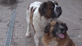 Documentaire Aboiements de chien, la guerre est déclarée
