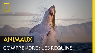 Documentaire Comprendre : Les requins