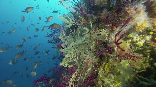 Documentaire Canicule : le réchauffement de la mer Méditerranée menace sa faune et sa flore