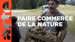 Documentaire Champignons des Carpates