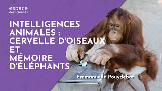 Intelligences animales : cervelle d’oiseaux et mémoire d’éléphants