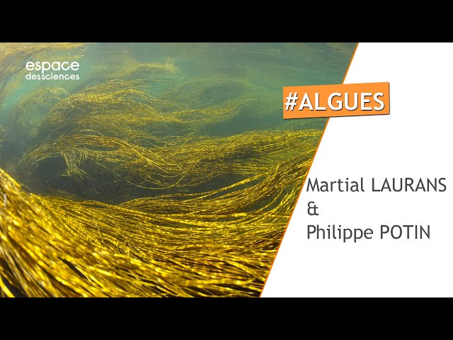 Documentaire Les algues de Bretagne, un enjeu planétaire !