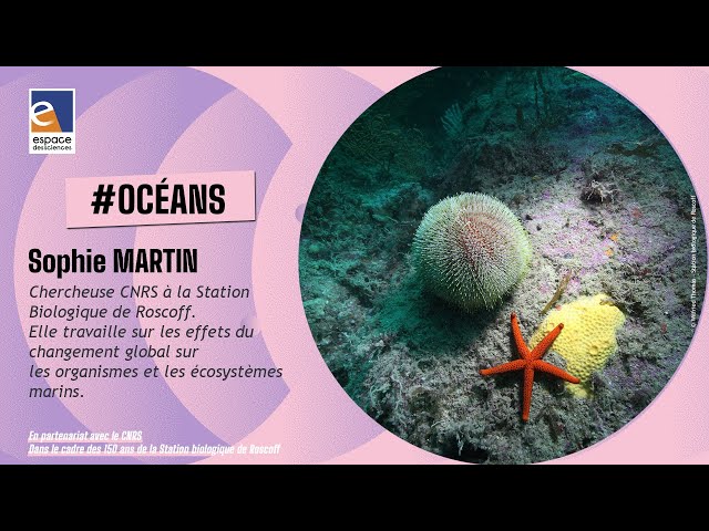 Documentaire L’acidification des océans, l’autre problème du CO2