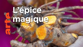 Curcuma, une épice en or
