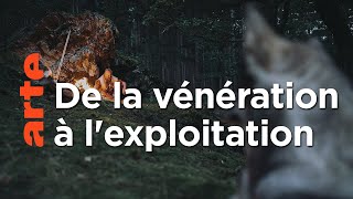 Des origines au Moyen Âge | Histoire de la domestication (1/2)