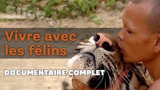 Face aux grands fauves