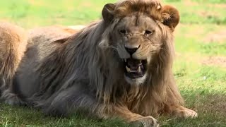 Le nouveau visage des zoos