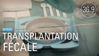 Les bienfaits de la transplantation fécale