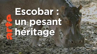 Documentaire Les hippopotames de Pablo Escobar