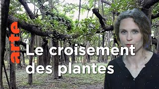 Les serres de la colonisation | Faire l'histoire