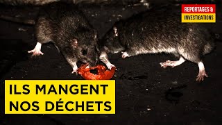 L'étonnante vie souterraine