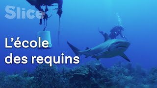 Documentaire Requin contre poisson lion