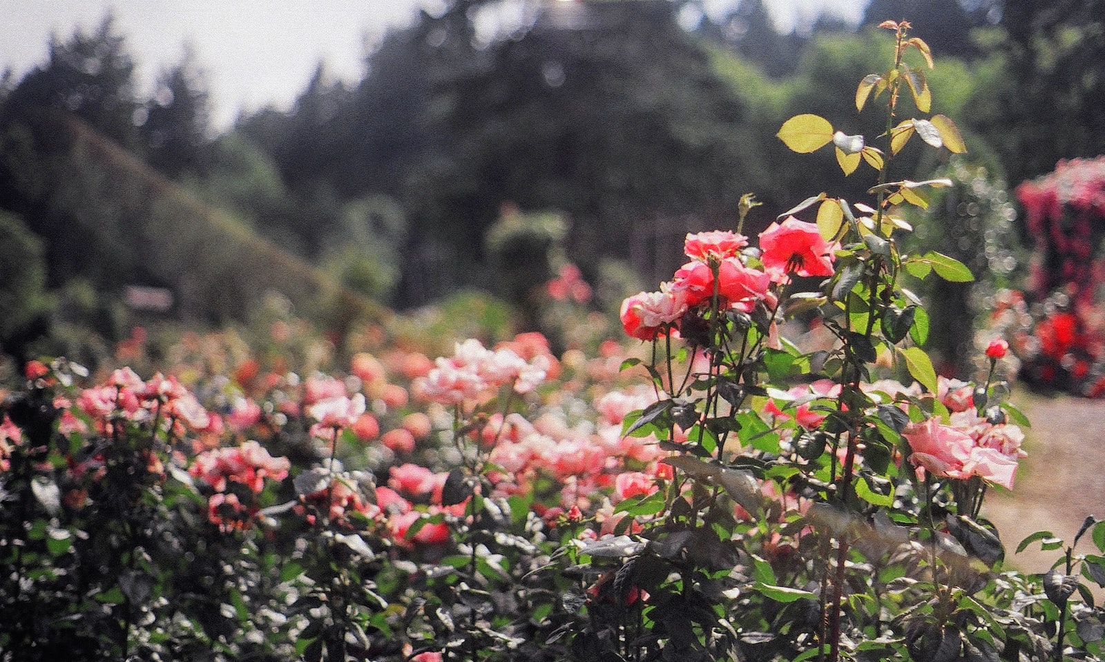 Le jardin Fontana Rosa à Menton