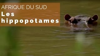 Documentaire Afrique du Sud – Philippe en avion, avec les hippopotames