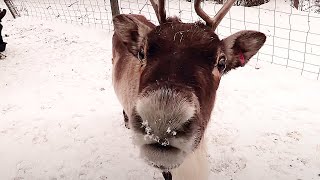 Documentaire Au coeur d’un zoo en hiver