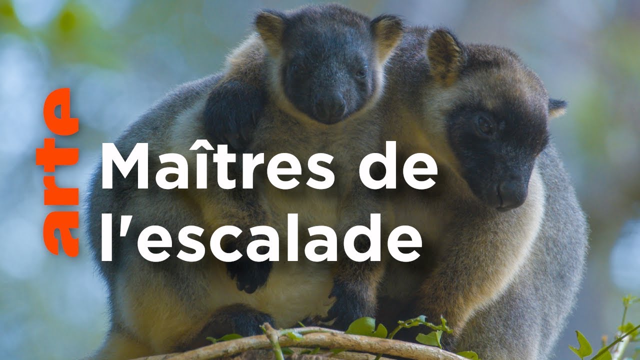 Australie - Des kangourous dans les arbres