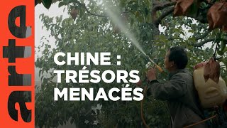 Chine : la terre muette