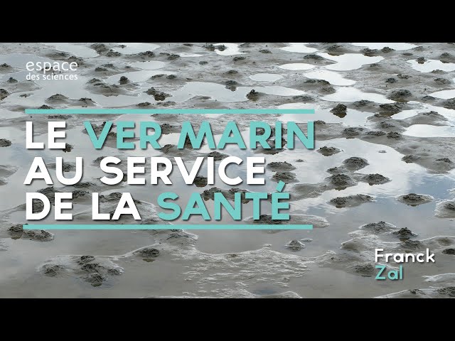 Documentaire Le ver marin au service de la santé