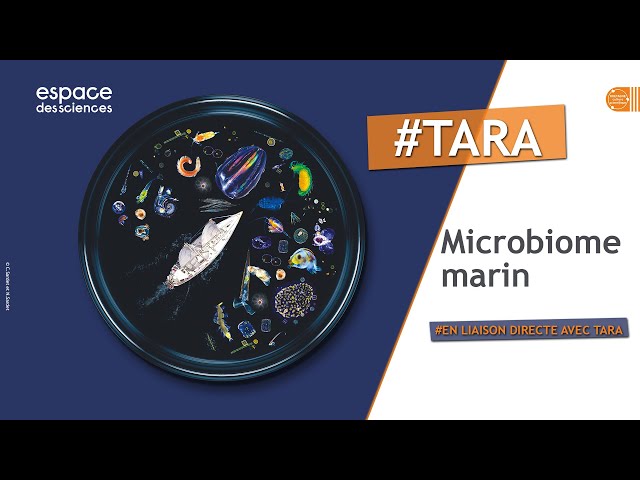Documentaire Microbiome marin : le peuple invisible de l’océan