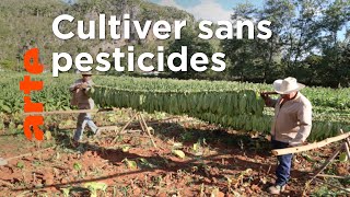 Cuba : le secret de l’île bio