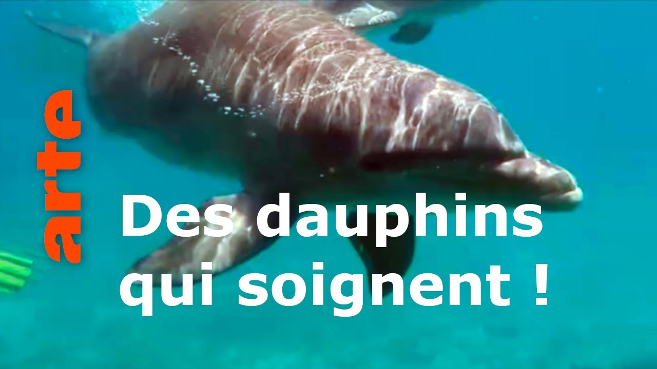 Documentaire Curaçao, des dauphins thérapeutes