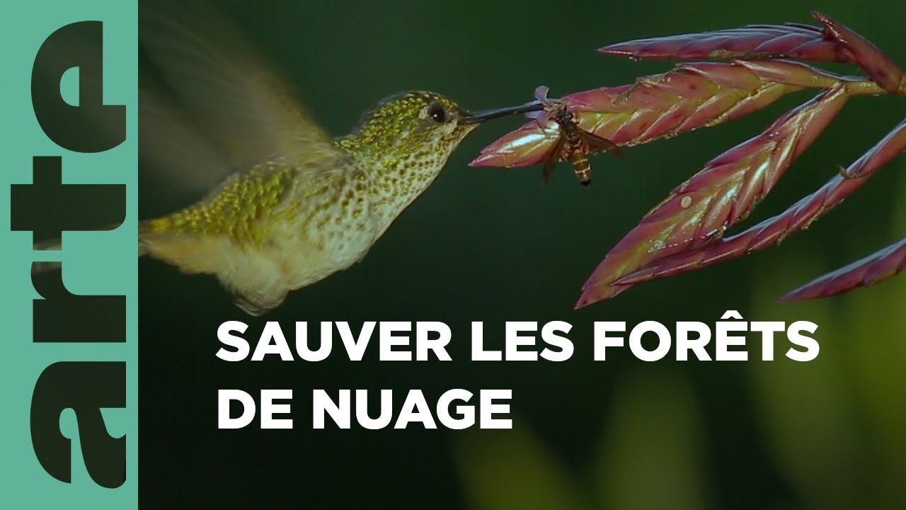 Documentaire Équateur : la forêt de nuages | Paradis naturels retrouvés