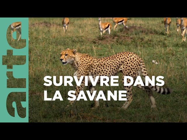 Documentaire Herbivores et carnivores : festins croisés | Le goût de la savane
