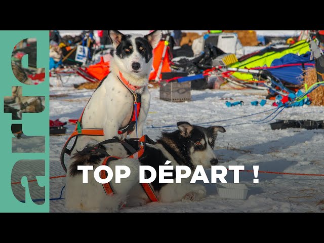 Documentaire Huskies, top départ