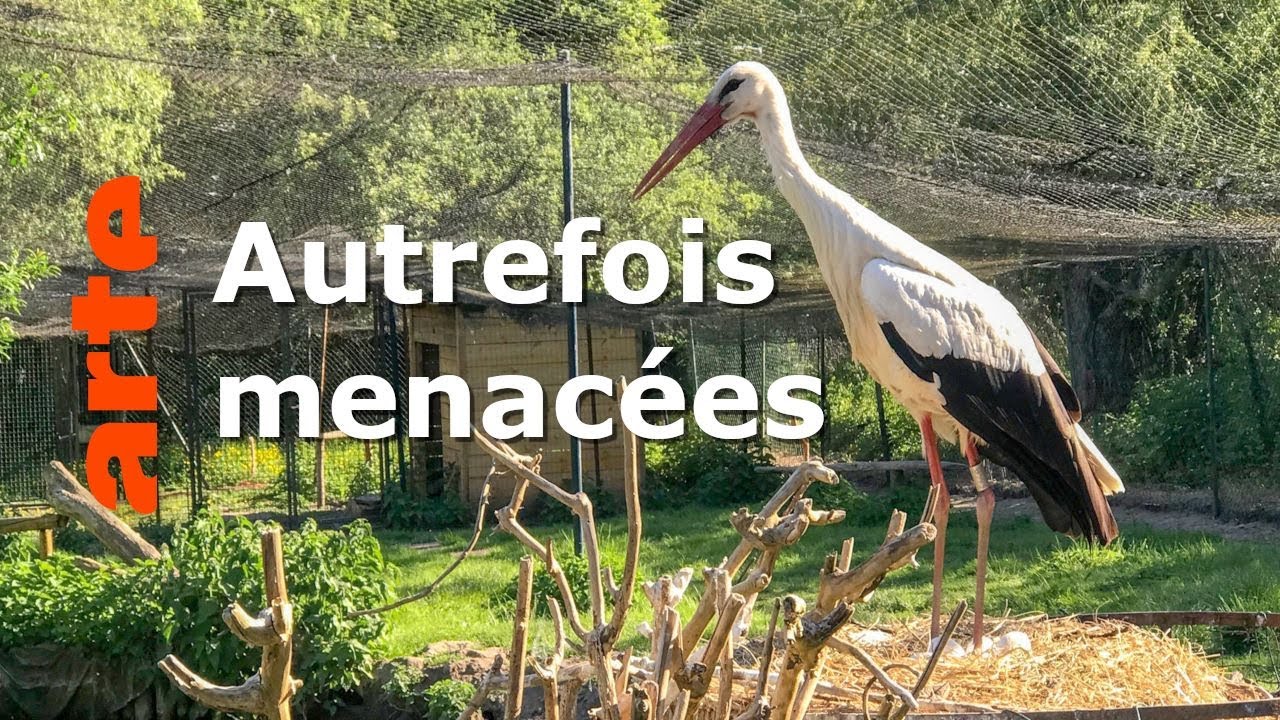 L'Alsace, terre de cigognes