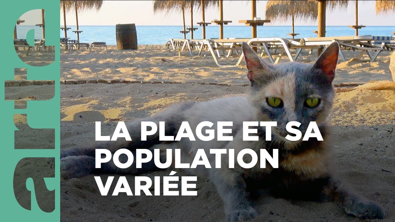 La Plage.... | Et la faune grouillante de nos vacances