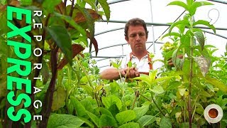 Documentaire La menthe, les secrets de la plante la plus fraiche de l’été