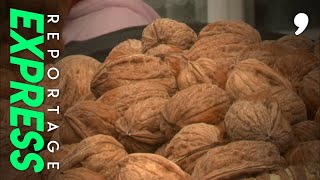 Documentaire La noix, le fruit de l’automne aux multiples vertus