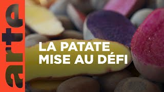 Documentaire La patate : un tubercule d’avenir