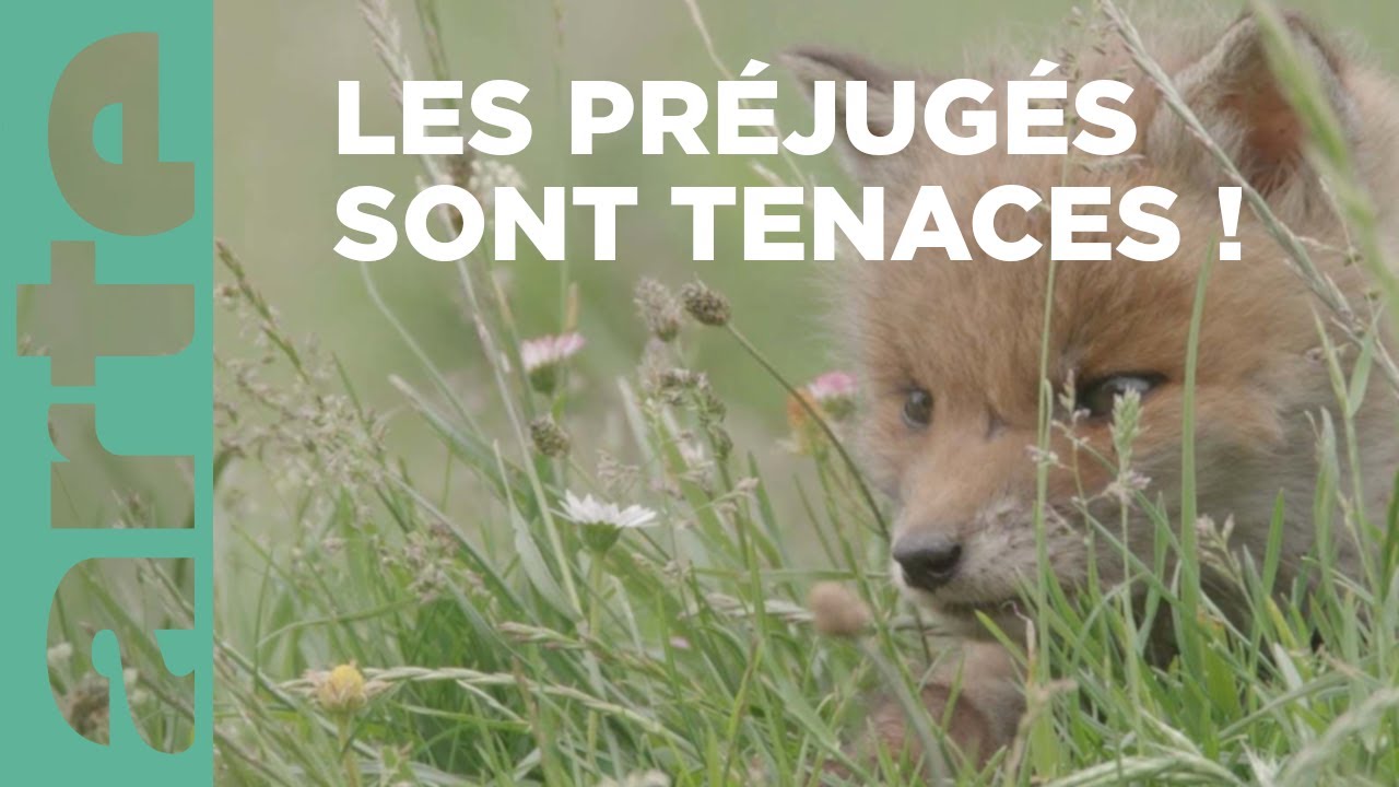 La vie cachée de la prairie | Des bêtes et des sorcières