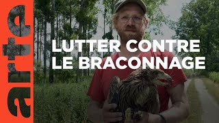 Documentaire L’aigle impérial victime des braconniers